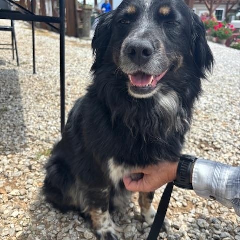 Dozer, Adoptable, Adult Male Australian Shepherd.