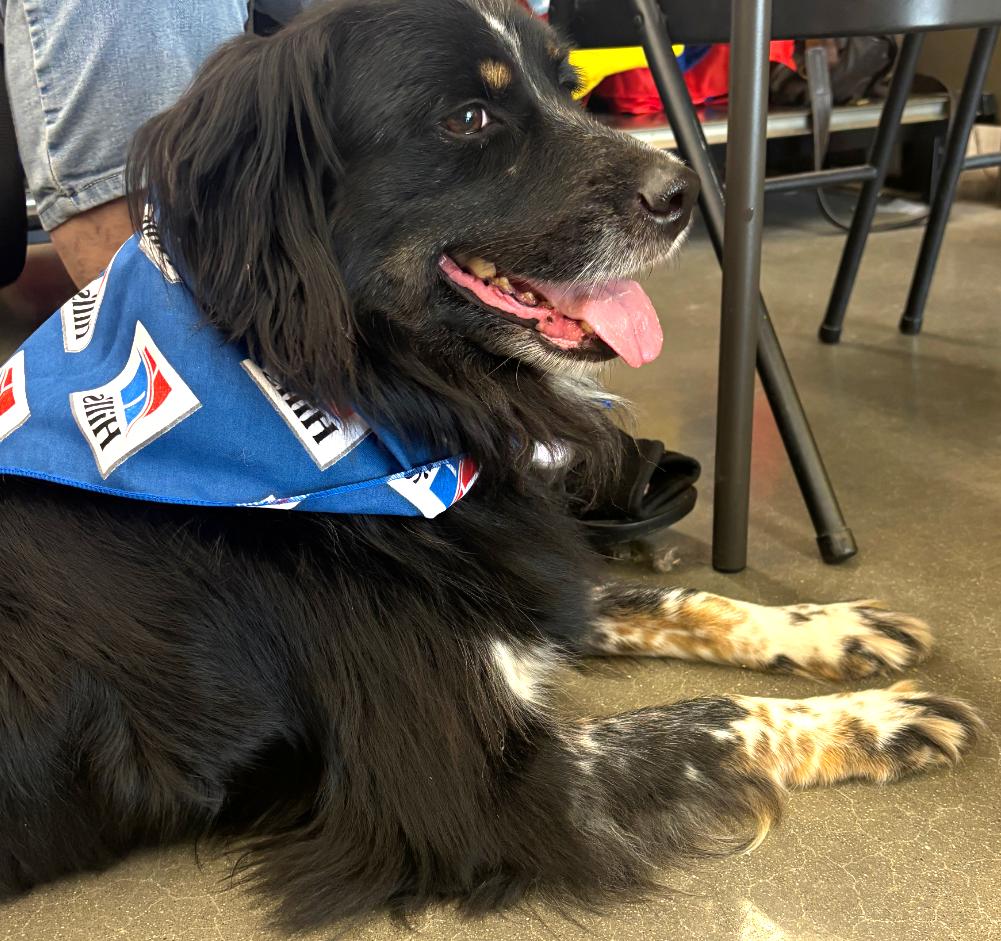 Dozer, Adoptable, Adult Male Australian Shepherd.