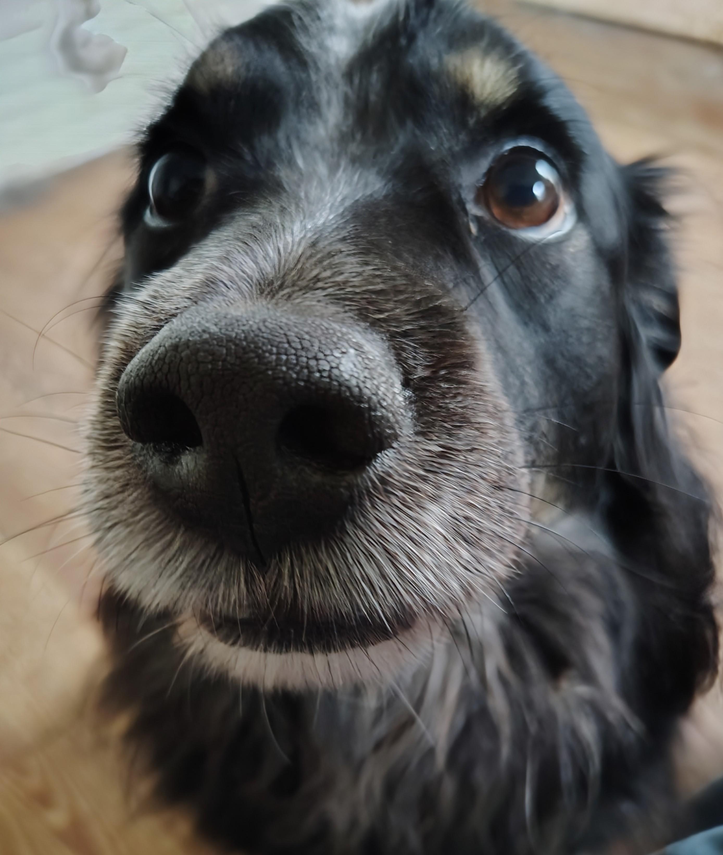 Enlarge Dozer #2213, a Adoptable mixed breed in Nixa, MO image 5/5