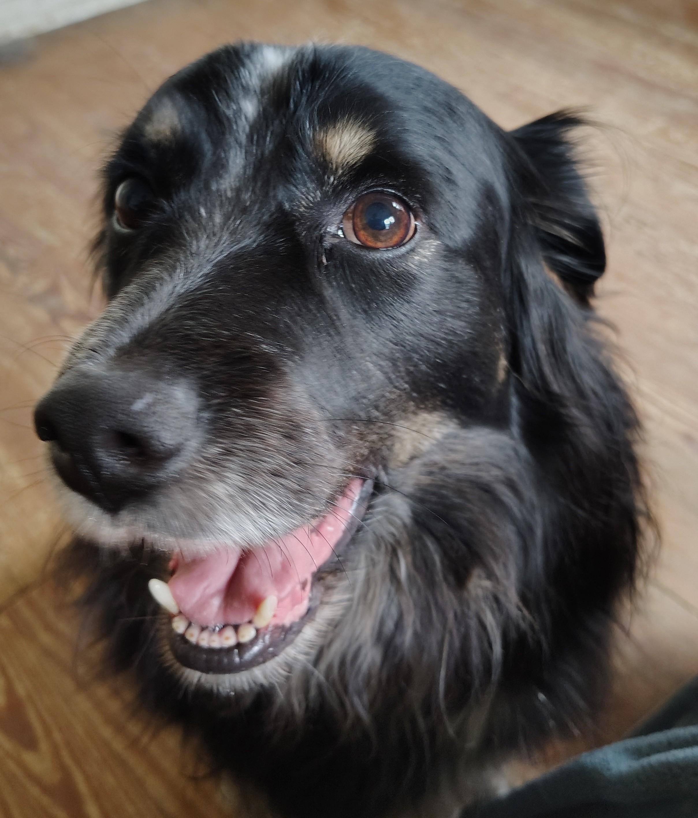 Enlarge Dozer #2213, a Adoptable mixed breed in Nixa, MO image 4/5