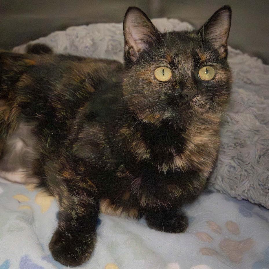 Enlarge Riley, a Adopted Domestic Short Hair in Wilmington, NC image 1/1