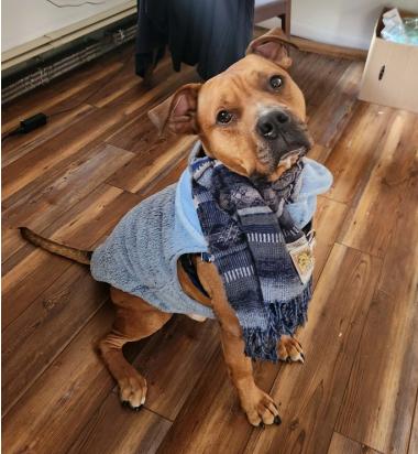 Enlarge Moose, a ADOPTABLE Mixed Breed in Berkeley Springs, WV image 3/3