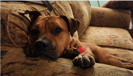 Enlarge Moose, a ADOPTABLE Mixed Breed in Berkeley Springs, WV image 2/3