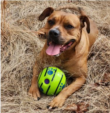 Moose, ADOPTABLE, Adult Male Mixed Breed.