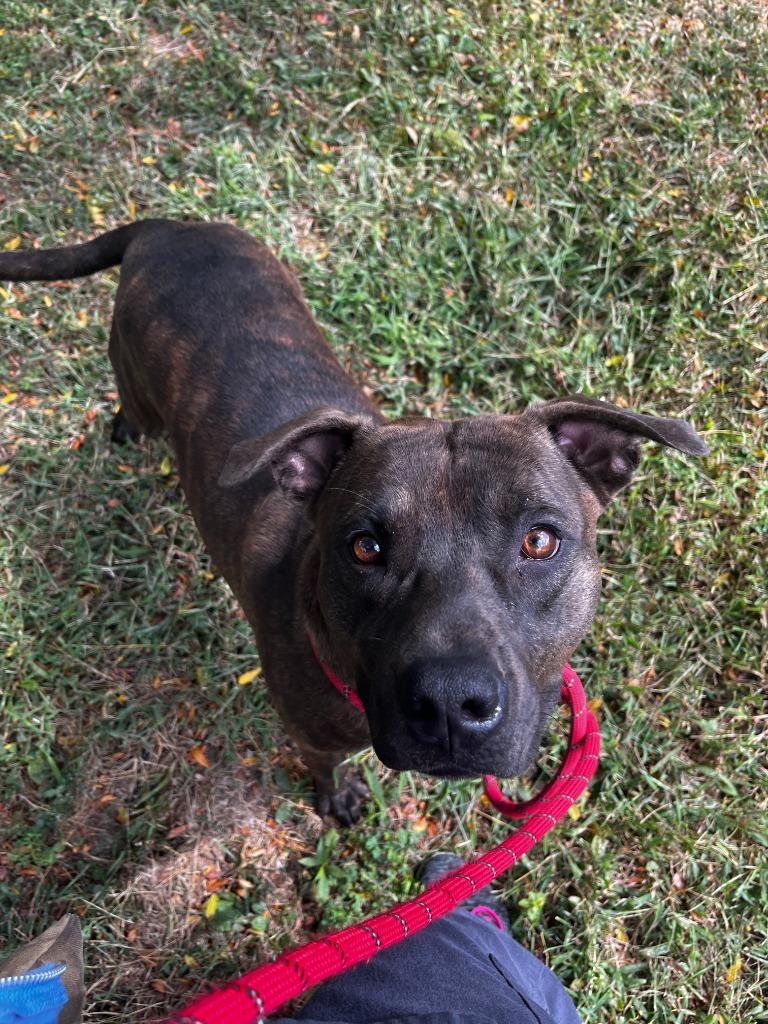 Jamison, Adoptable, Young Male American Staffordshire Terrier & Pit Bull Terrier.
