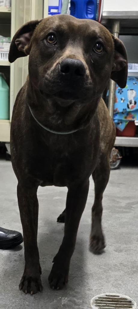 Jamison, a Adoptable mixed breed in Hillsdale, IN image 2/3