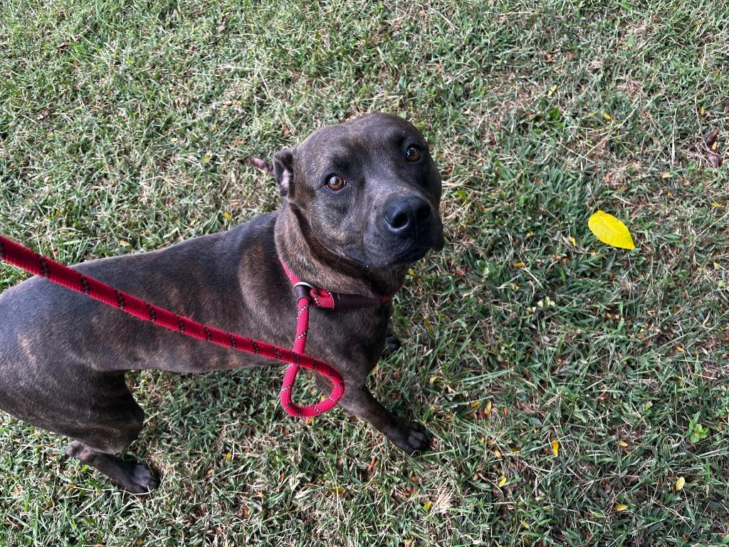 Jamison, a Adoptable mixed breed in Hillsdale, IN image 3/3