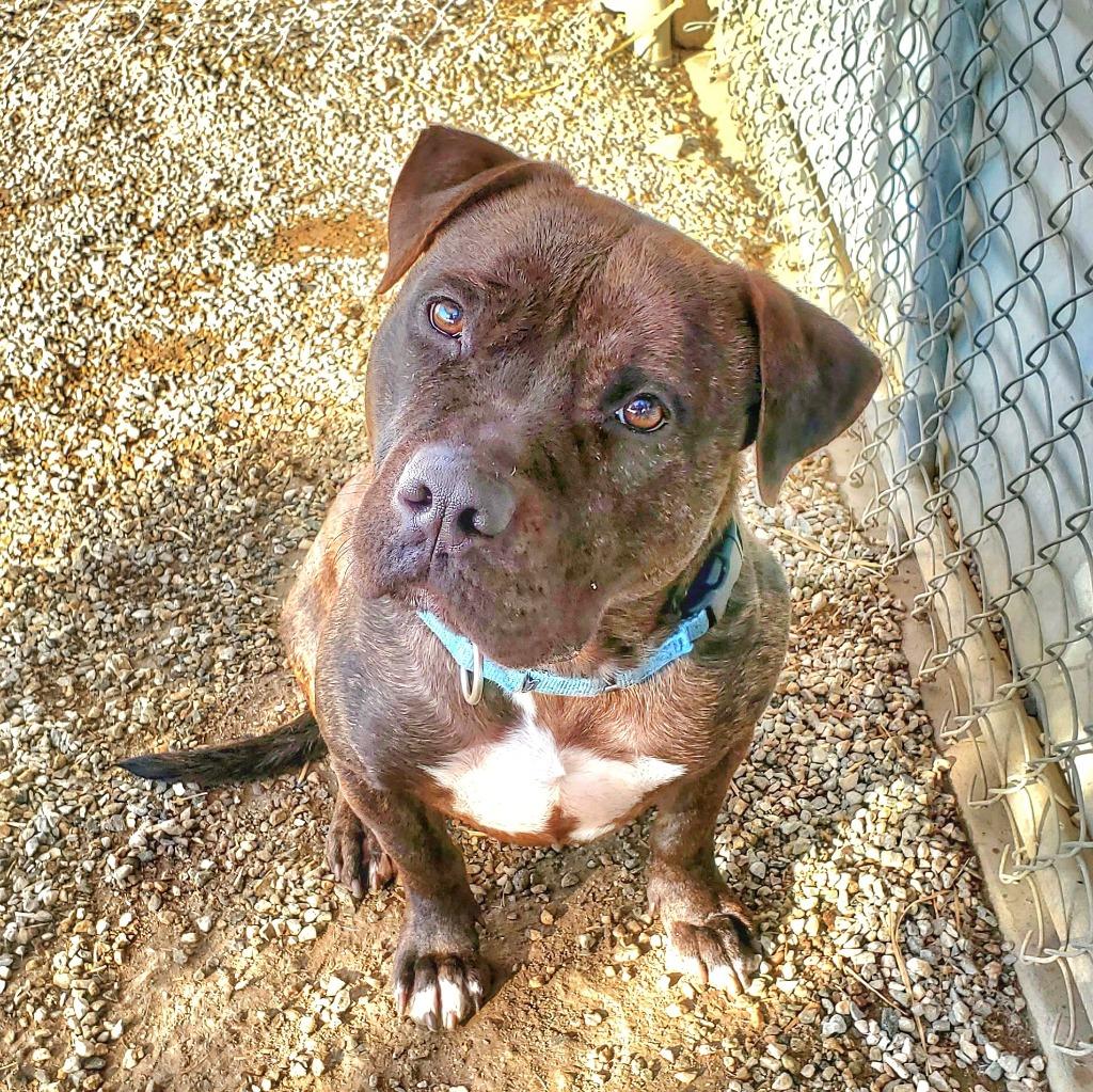 Prancer - Foster or Adopt Me!, a Adoptable mixed breed in Lake Forest, CA image 2/6