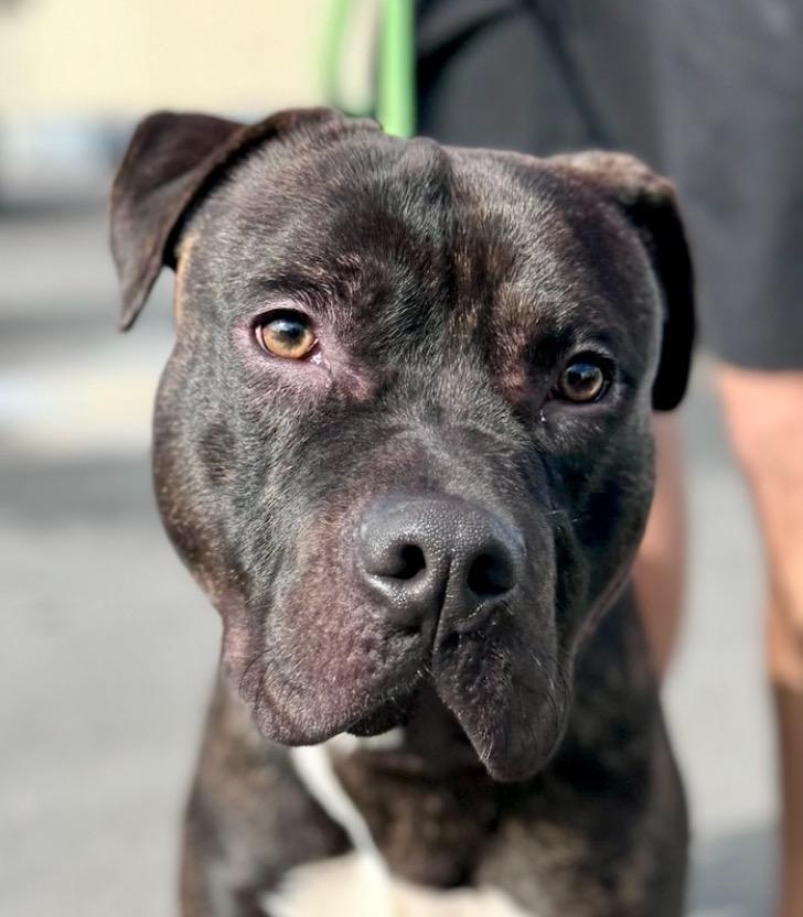 Prancer - Foster or Adopt Me!, Adoptable, Adult Male American Staffordshire Terrier.