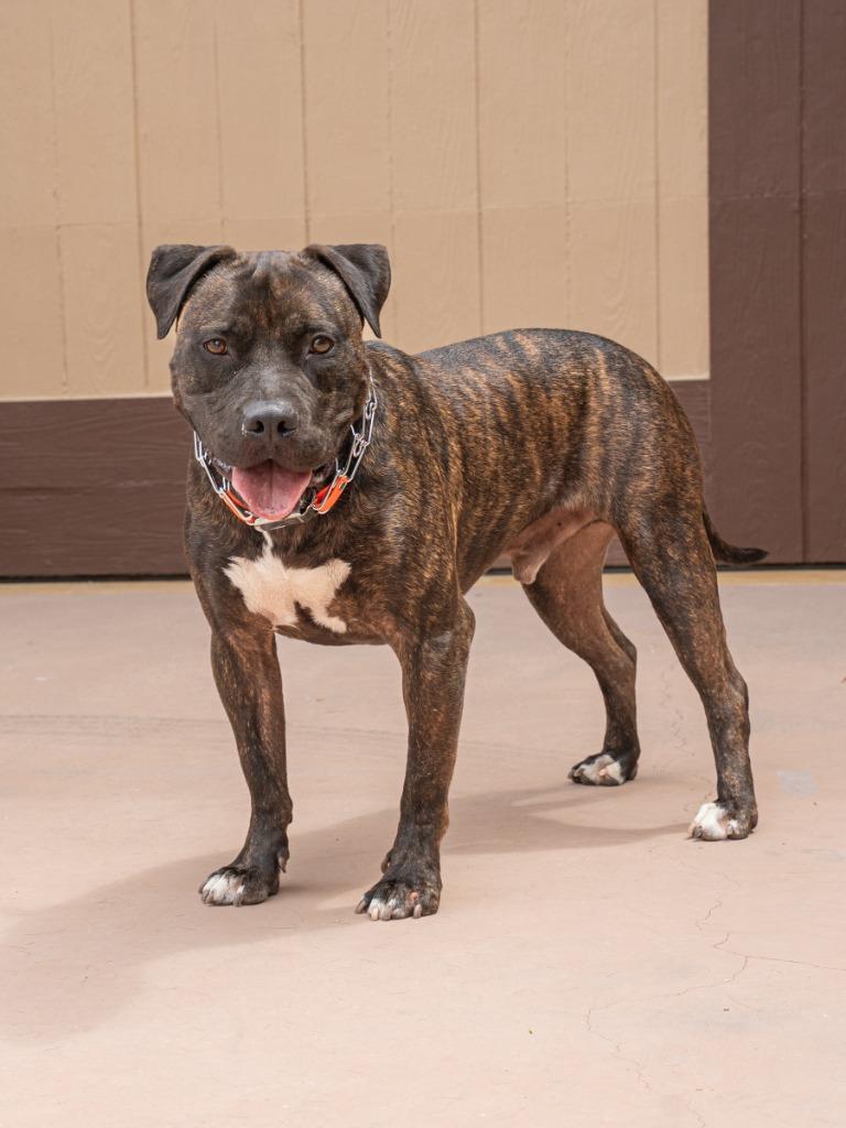 Prancer - Foster or Adopt Me!, a Adoptable mixed breed in Lake Forest, CA image 2/6