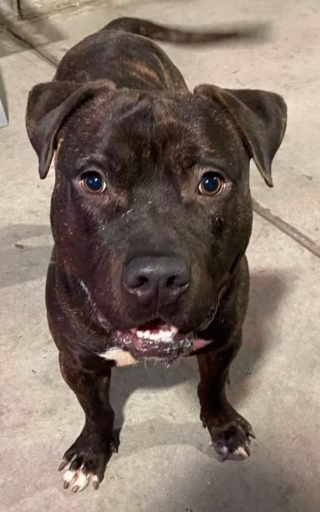 Prancer - Foster or Adopt Me!, a Adoptable mixed breed in Lake Forest, CA image 2/6