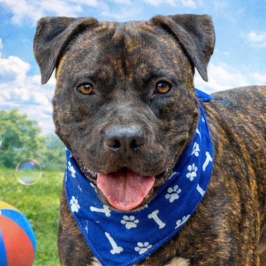 Prancer - Foster or Adopt Me!, a Adoptable mixed breed in Lake Forest, CA image 3/6