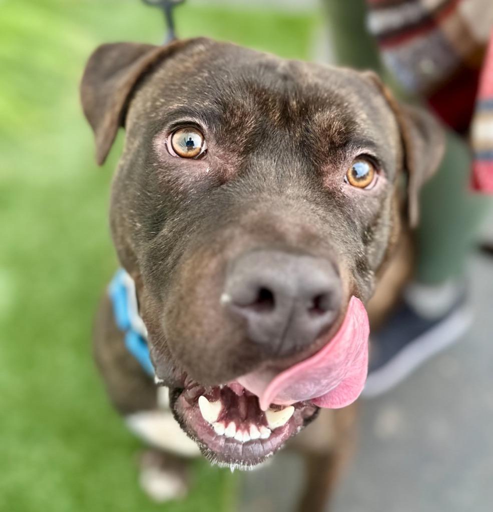 Prancer - Foster or Adopt Me!, a Adoptable mixed breed in Lake Forest, CA image 4/6