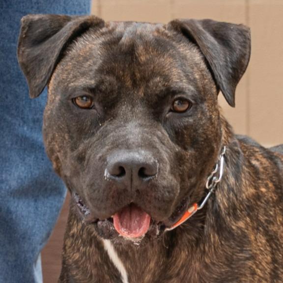 Enlarge Prancer - Foster or Adopt Me!, a Adoptable mixed breed in Lake Forest, CA image 4/6
