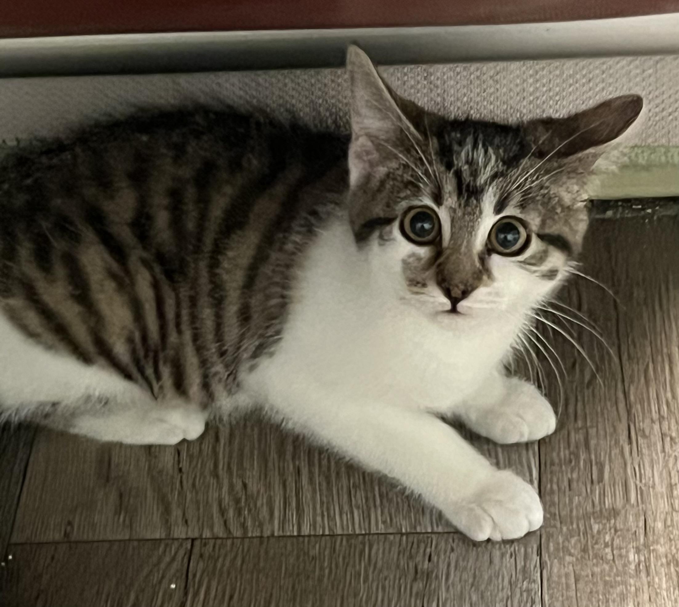 Clover, a Adoptable Domestic Medium Hair in Independence, MO image 1/3