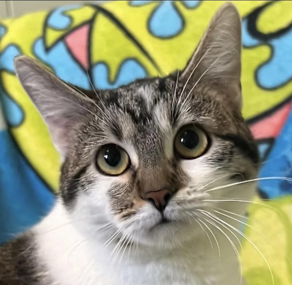 Clover, Adoptable, Young Female Domestic Medium Hair.