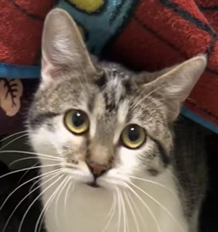 Enlarge Clover, a Adoptable Domestic Medium Hair in Independence, MO image 1/5