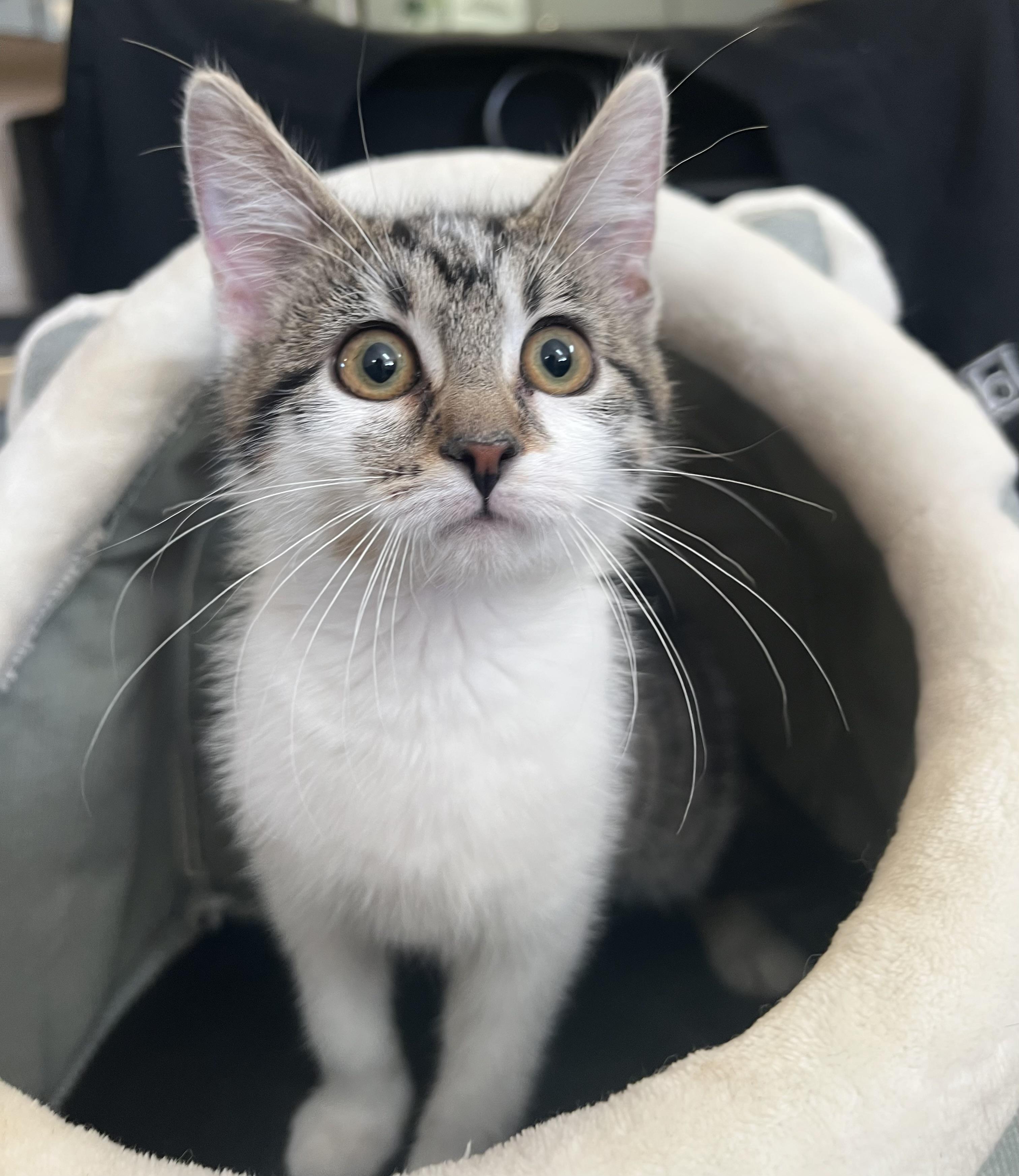 Clover, a Adoptable Domestic Medium Hair in Independence, MO image 2/3