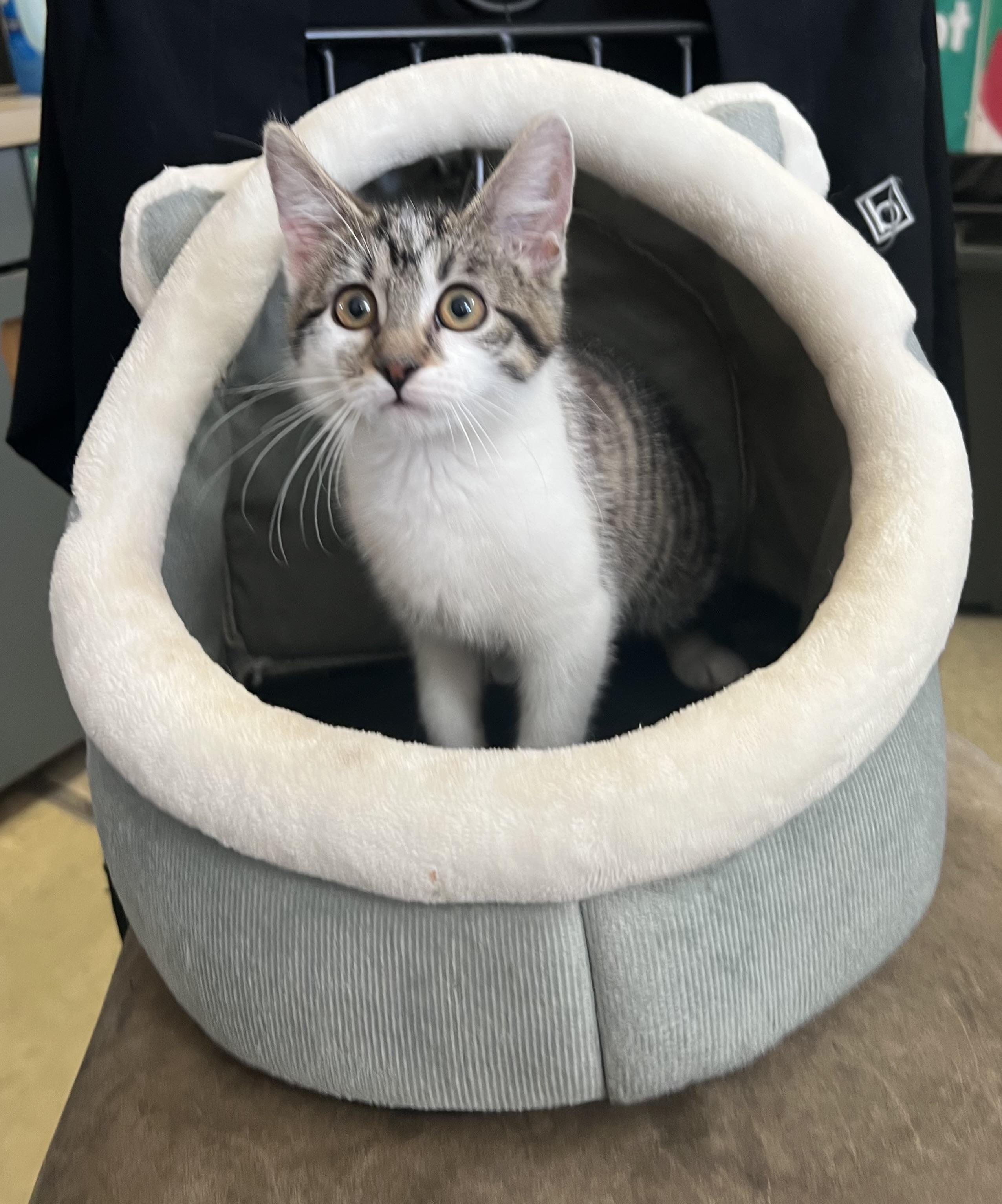 Clover, a Adoptable Domestic Medium Hair in Independence, MO image 3/3