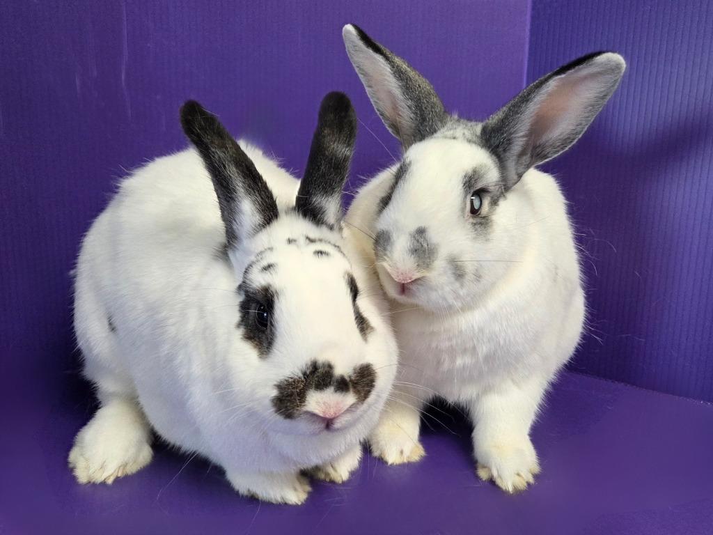 Shari / Tybalt, Adoptable, Young Female Bunny Rabbit.