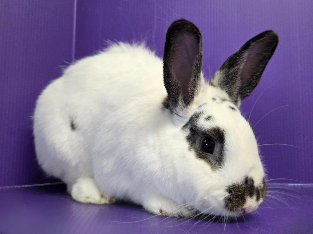 Shari / Tybalt, a Adoptable mixed breed in Lewisville, TX image 2/3