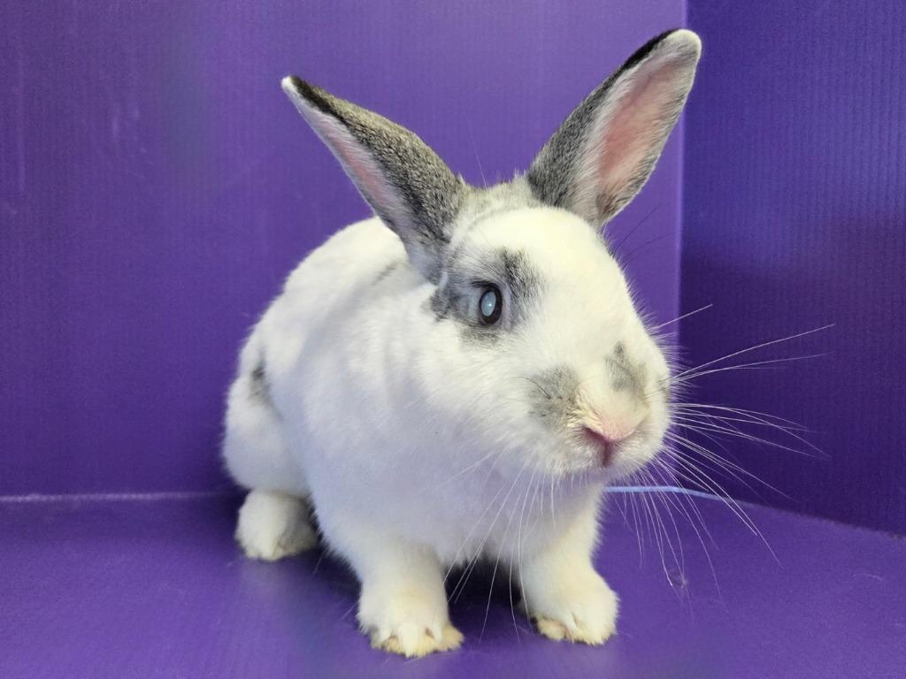 Shari / Tybalt, a Adoptable mixed breed in Lewisville, TX image 3/3