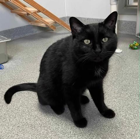 Enlarge Seraphena, a ADOPTABLE Domestic Short Hair in New Philadelphia, OH image 1/1