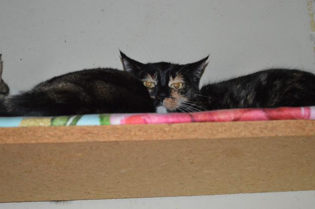 Cecily, Adoptable, Adult Female Domestic Short Hair.