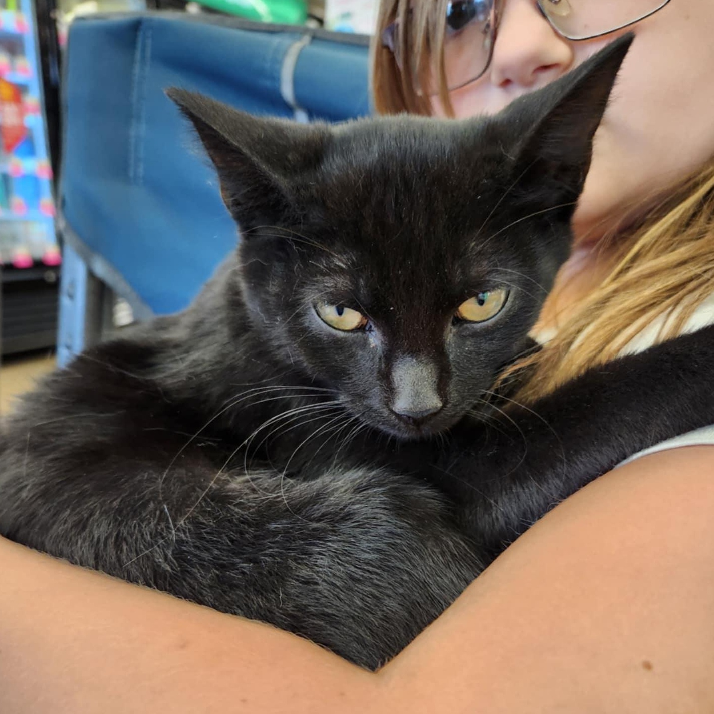 Toothless