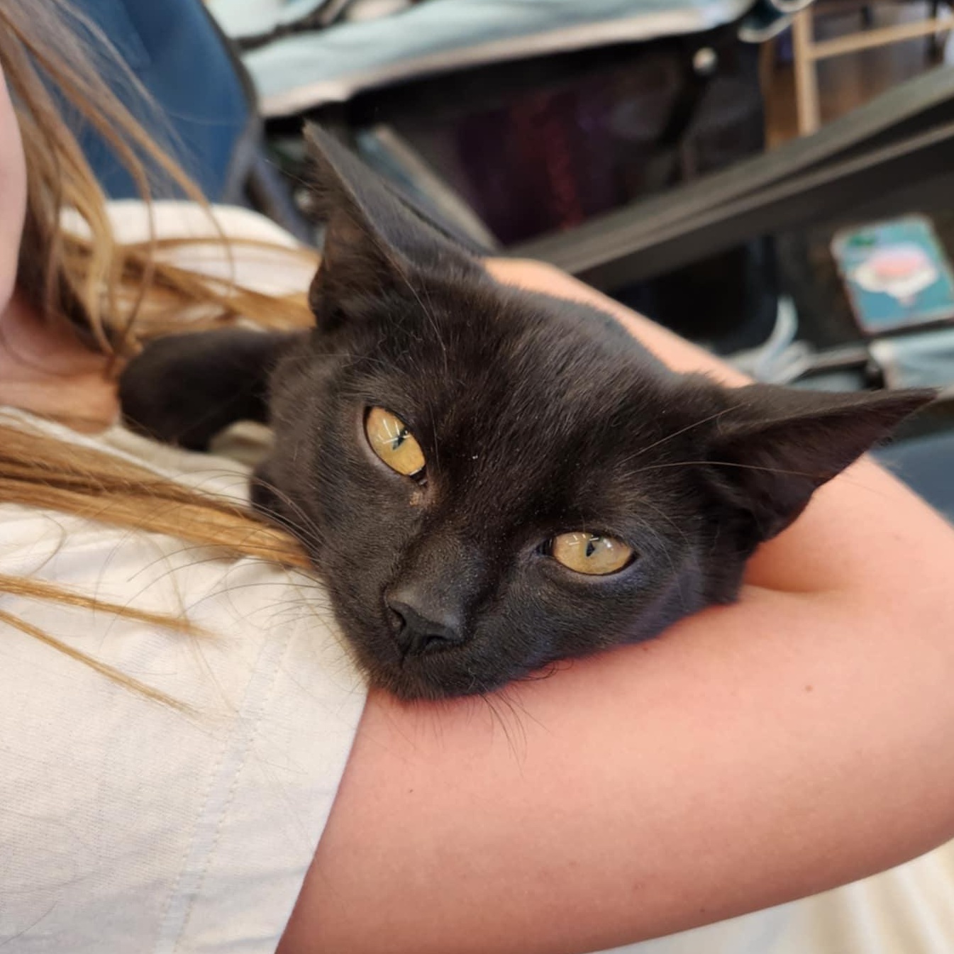 Toothless