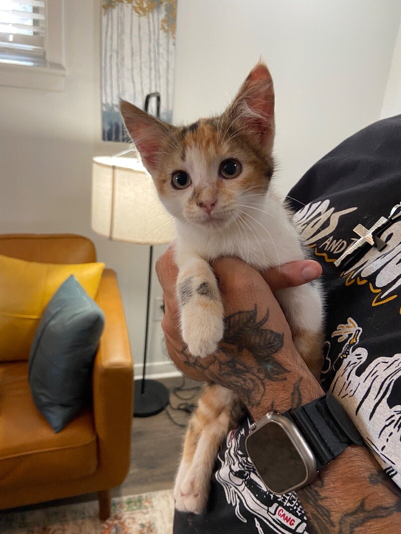 Cat for adoption Rockie Rose, a Domestic Short Hair Mix in Delta, BC