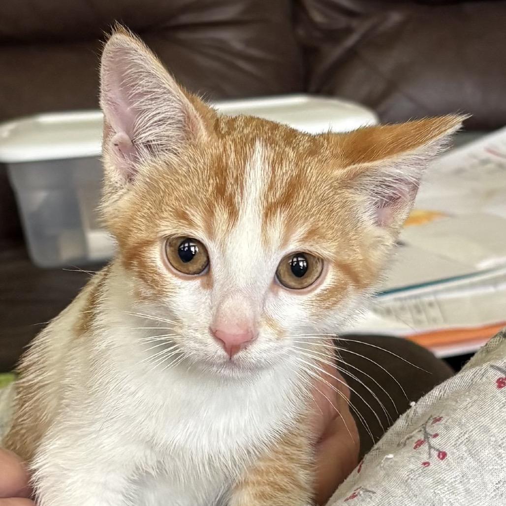 Yuzu, Adoptable, Kitten Male Domestic Short Hair.