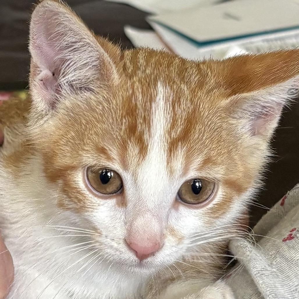 Enlarge Yuzu, a Adoptable Domestic Short Hair in Grantsville, UT image 2/2