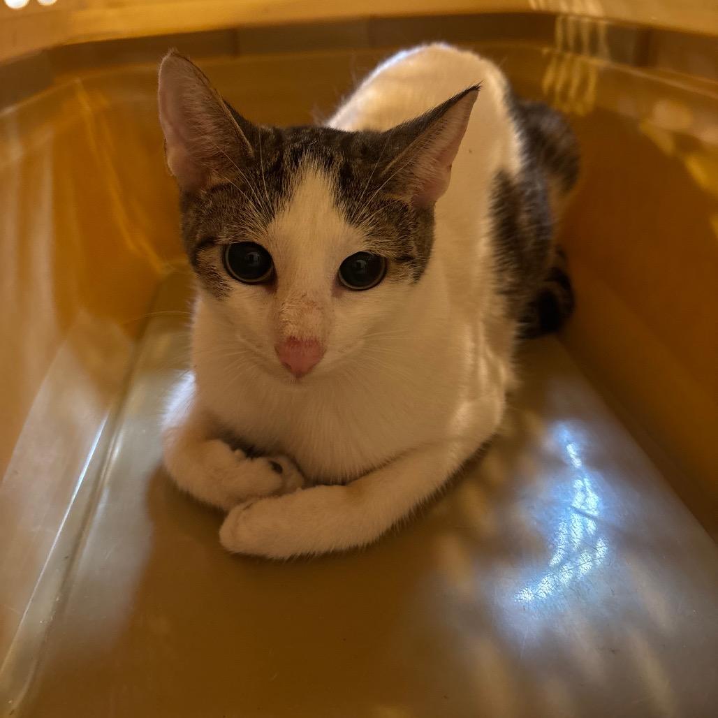 Enlarge Snow, a Adoptable Domestic Short Hair in Hanna City, IL image 1/2