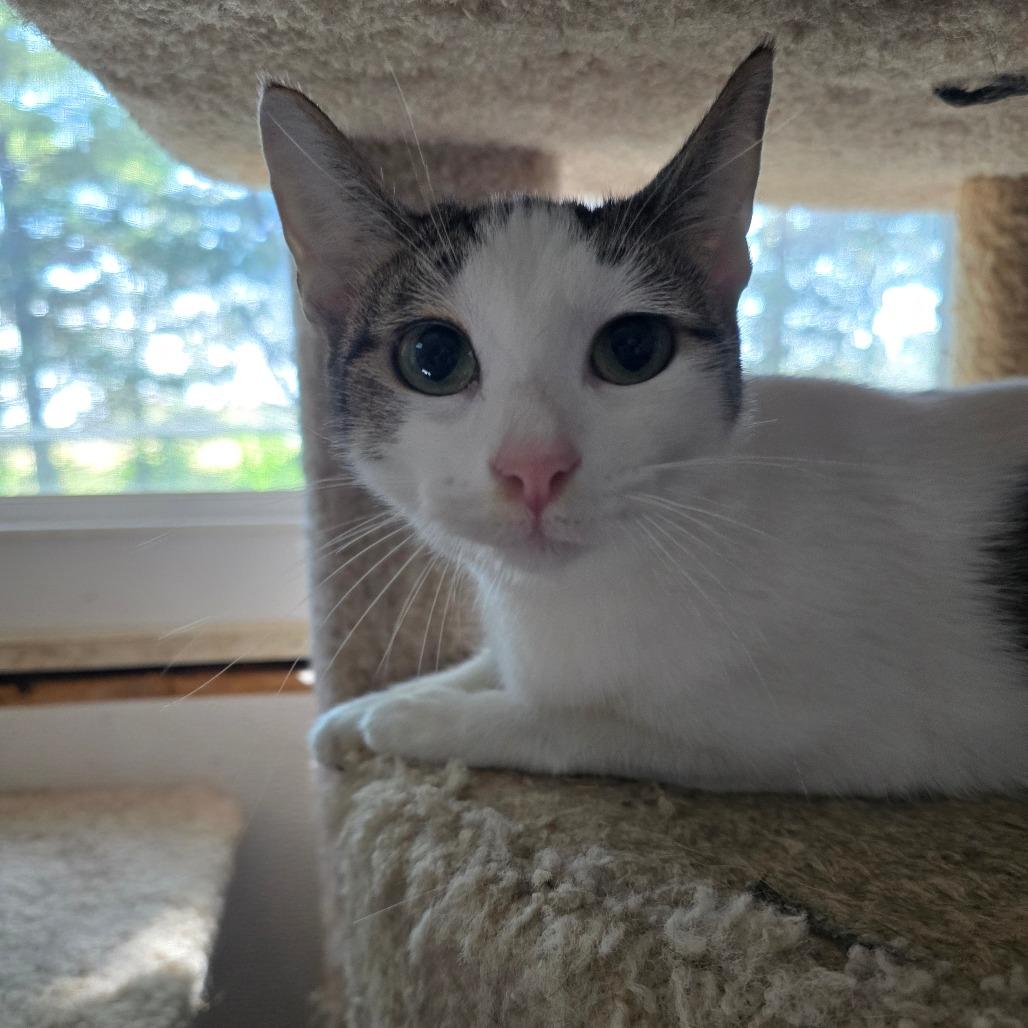 Enlarge Snow, a Adoptable Domestic Short Hair in Hanna City, IL image 2/2