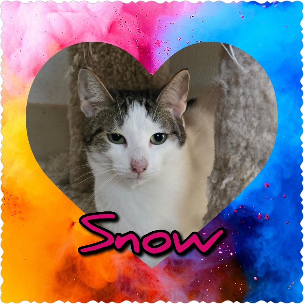 Enlarge Snow, a Adoptable Domestic Short Hair in Hanna City, IL image 3/3
