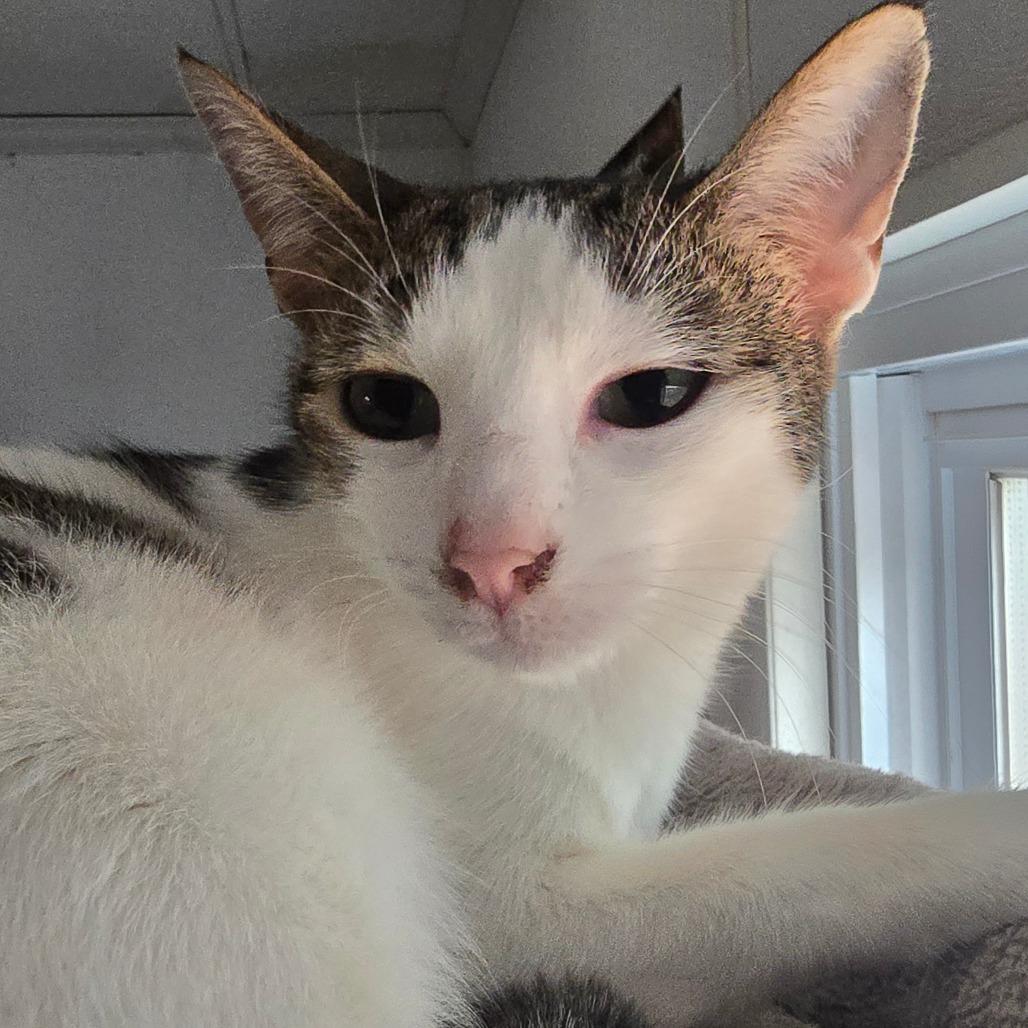 Enlarge Snow, a Adoptable Domestic Short Hair in Hanna City, IL image 4/4