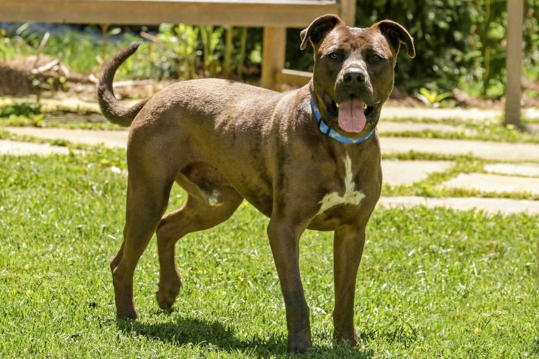 Johnny, a Adoptable mixed breed in Cashiers, NC image 1/14