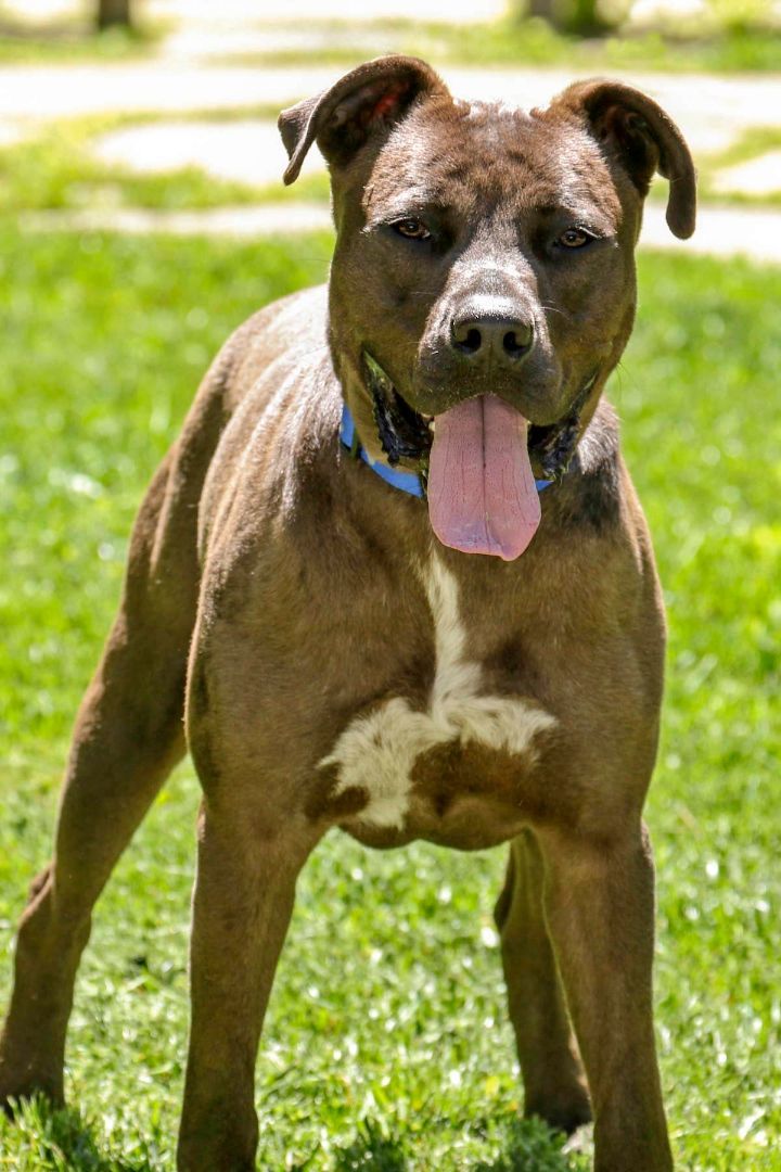 Johnny, a Adoptable mixed breed in Cashiers, NC image 2/14