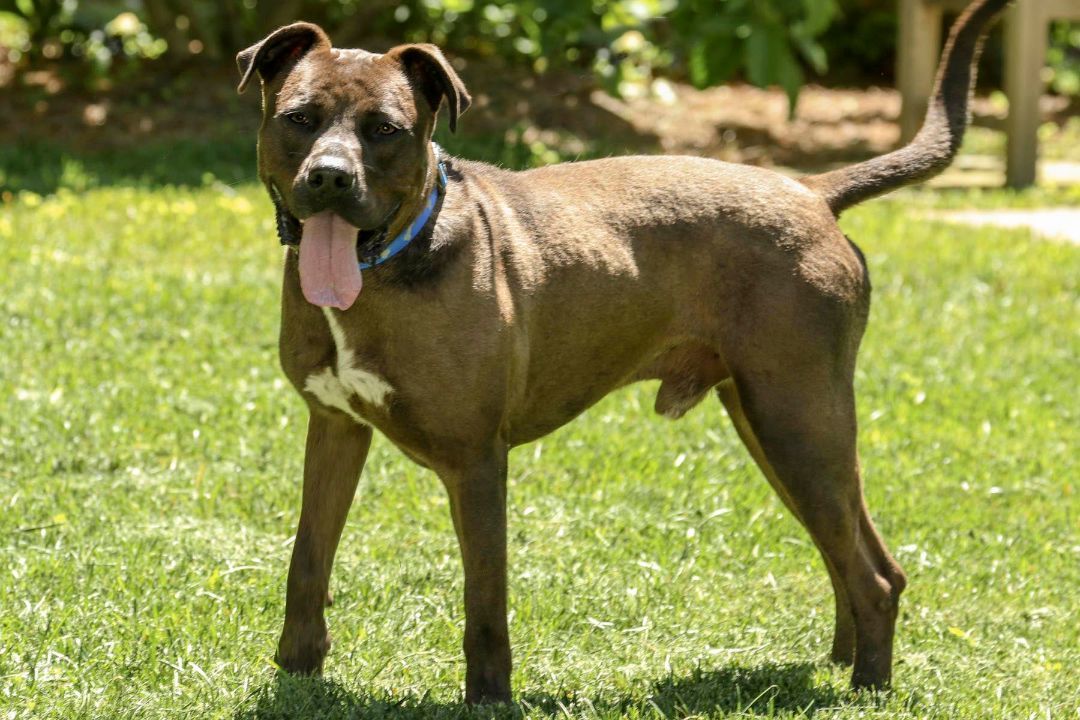 Johnny, a Adoptable mixed breed in Cashiers, NC image 3/14