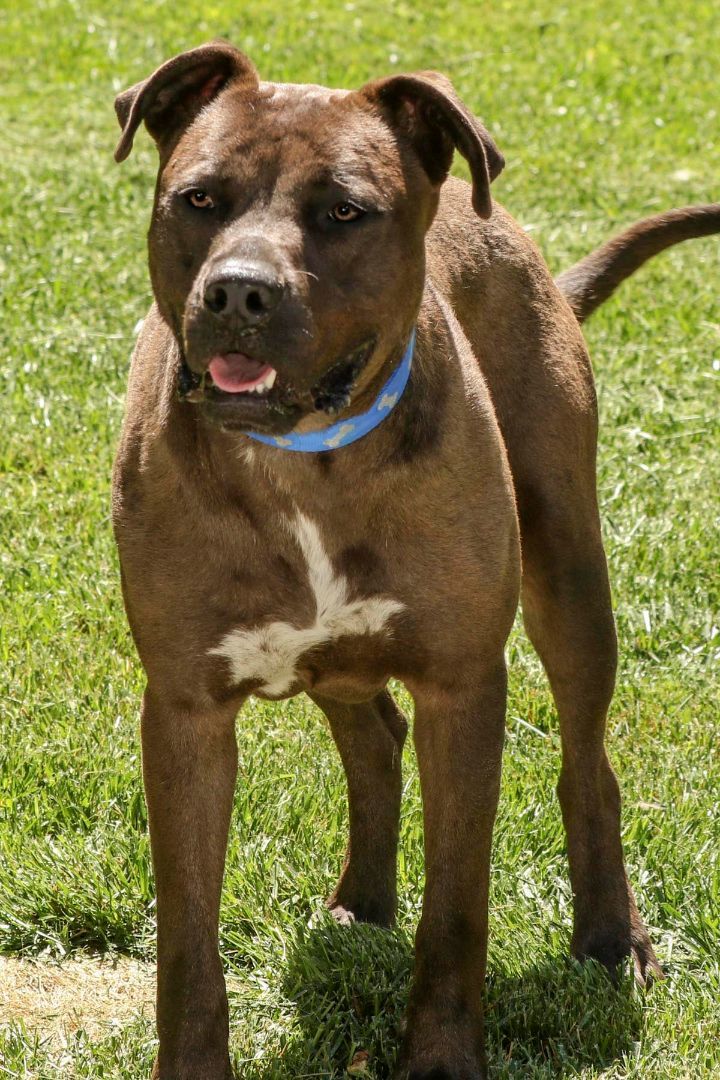 Johnny, a Adoptable mixed breed in Cashiers, NC image 5/14