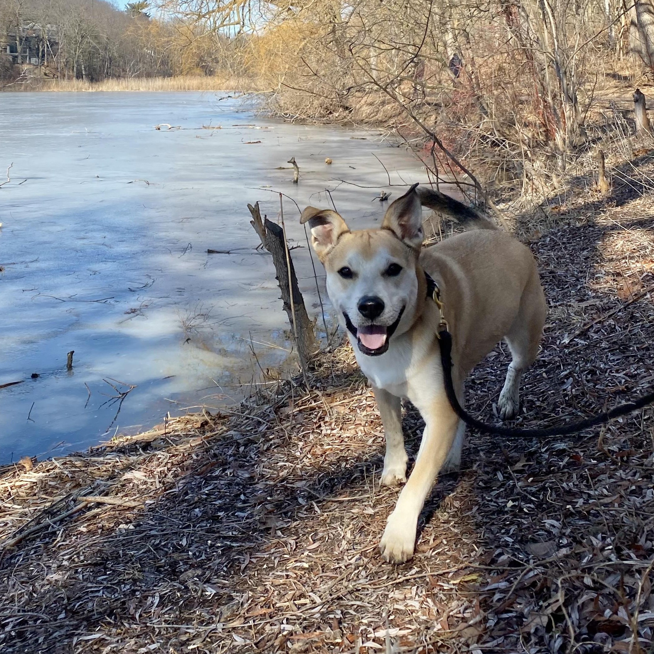 Theo, a Adoptable mixed breed in Richmond Hill, ON image 4/6