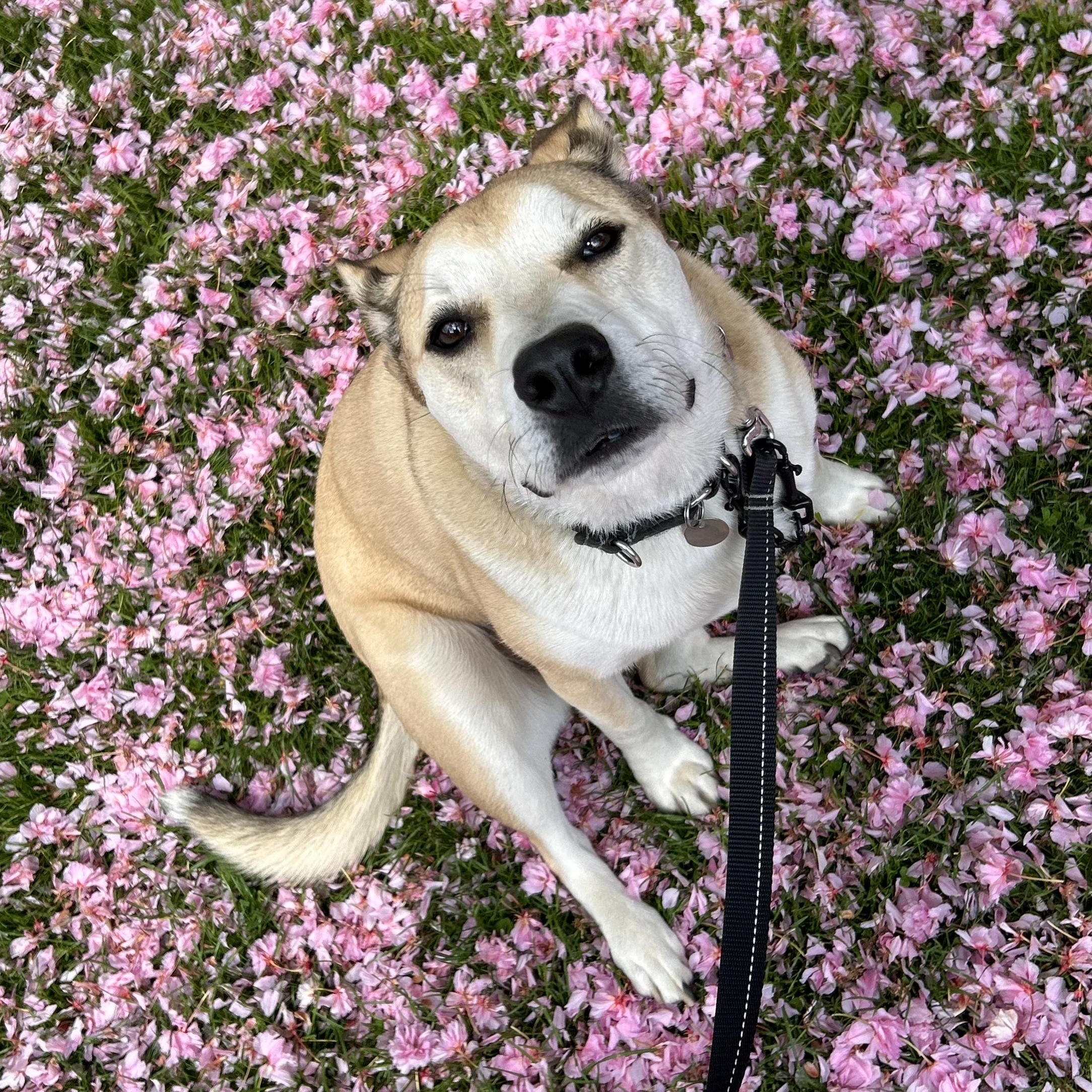 Theo, Adoptable, Adult Male Mixed Breed.