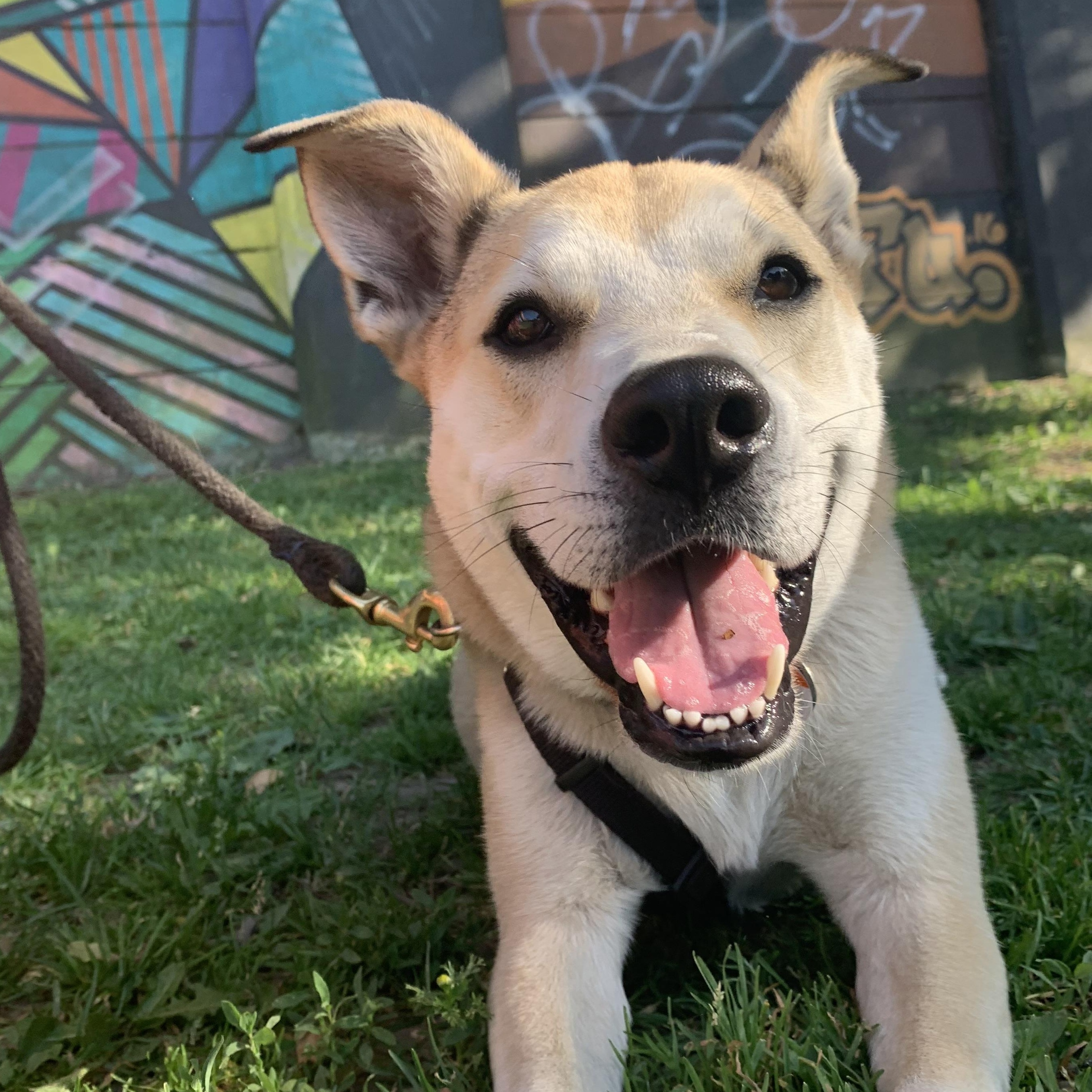 Theo, Adoptable, Adult Male Mixed Breed.