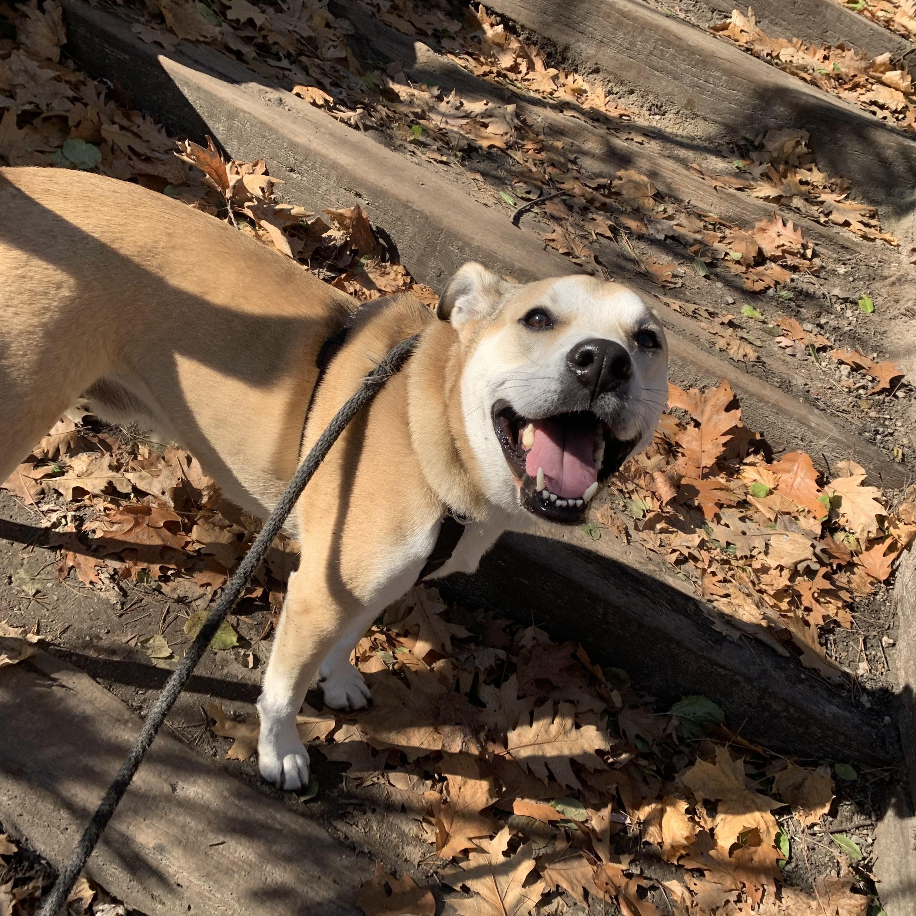 Theo, a Adoptable mixed breed in Richmond Hill, ON image 3/6