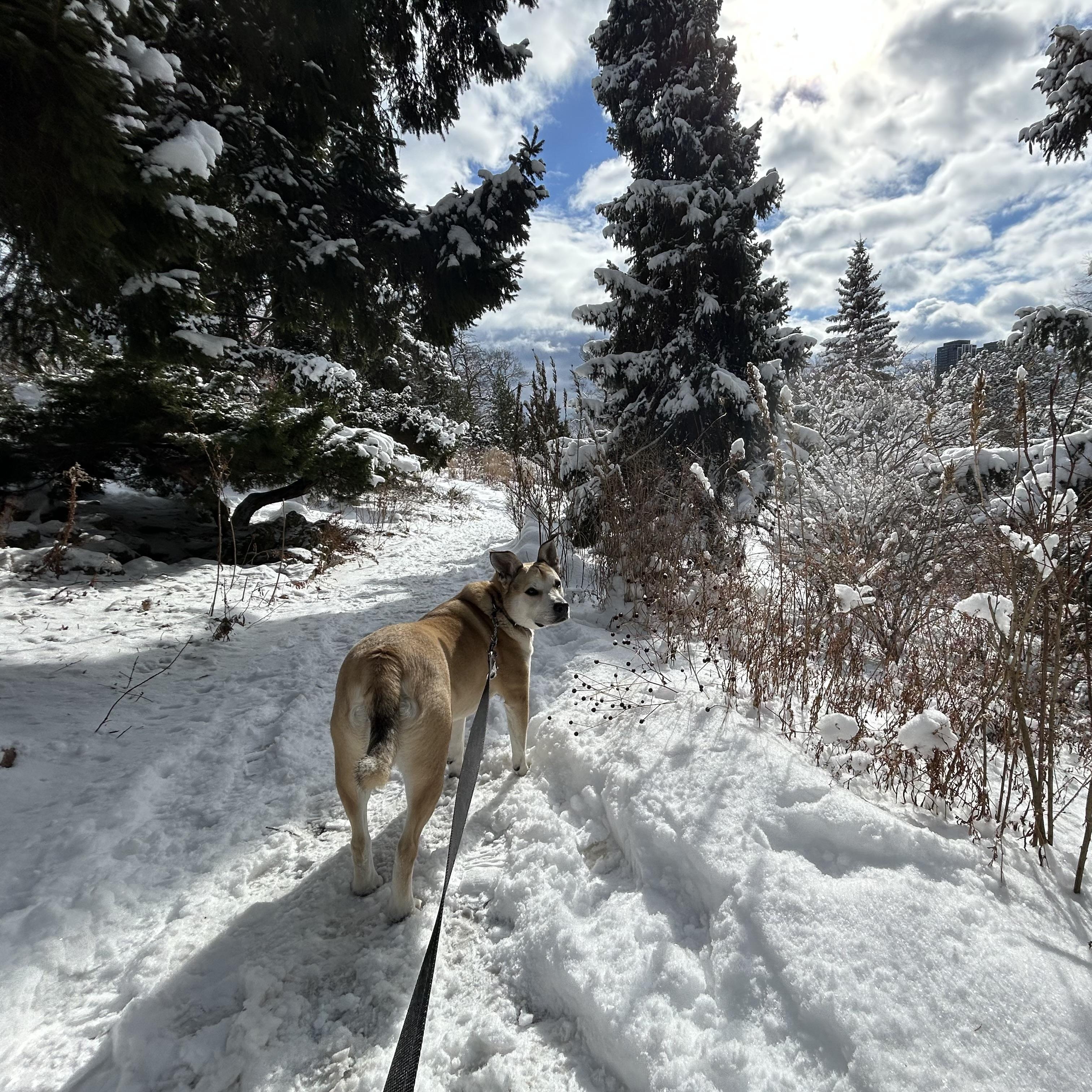 Theo, a Adoptable mixed breed in Richmond Hill, ON image 5/6