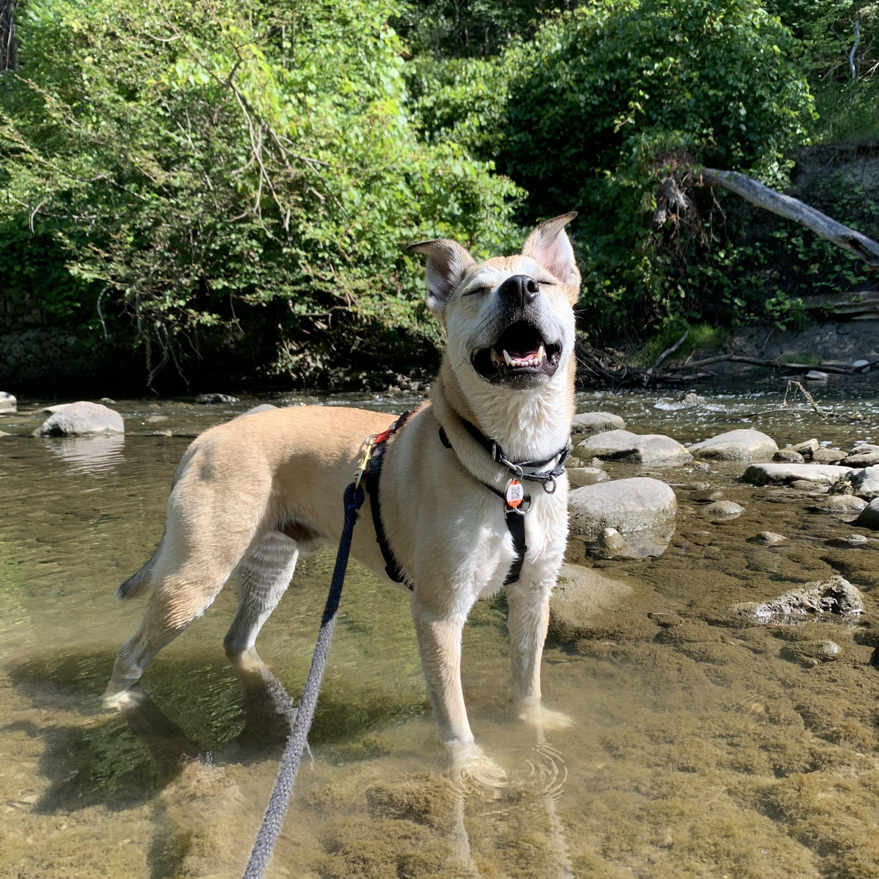 Theo, a Adoptable mixed breed in Richmond Hill, ON image 6/6