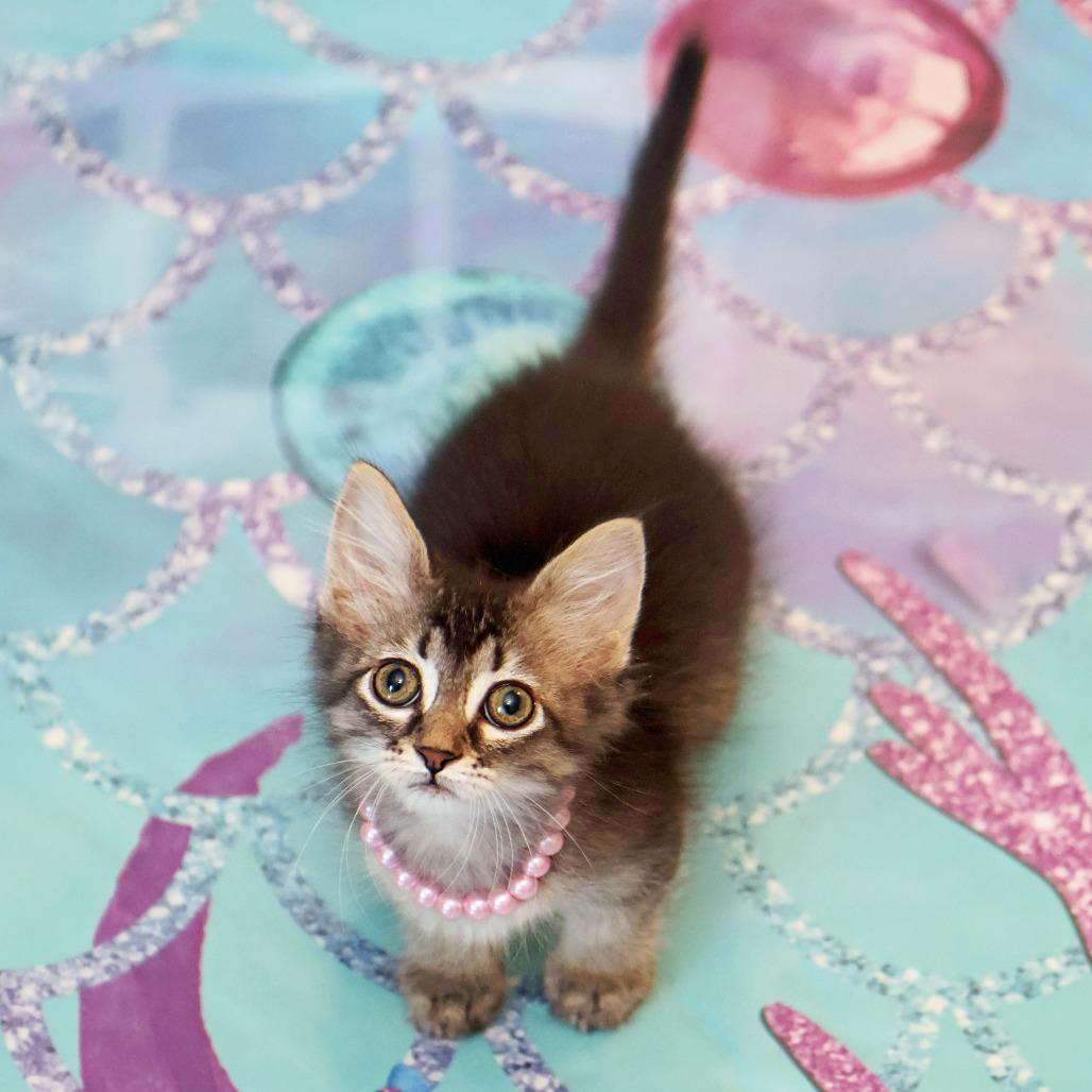 Ophelia, a Adoptable Domestic Long Hair in FAIRWAY, KS image 1/5
