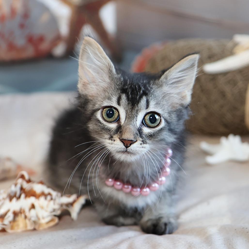 Ophelia, a Adoptable Domestic Long Hair in FAIRWAY, KS image 2/5