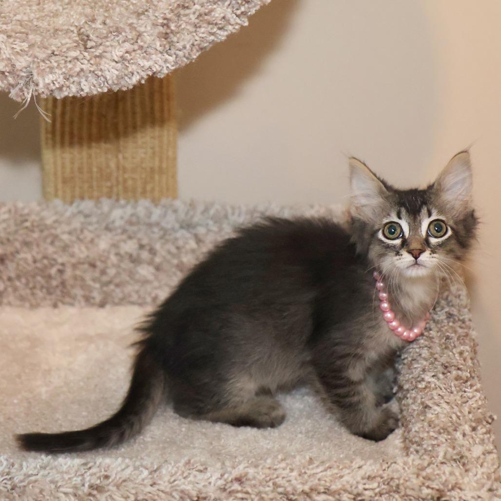 Ophelia, a Adoptable Domestic Long Hair in FAIRWAY, KS image 3/5